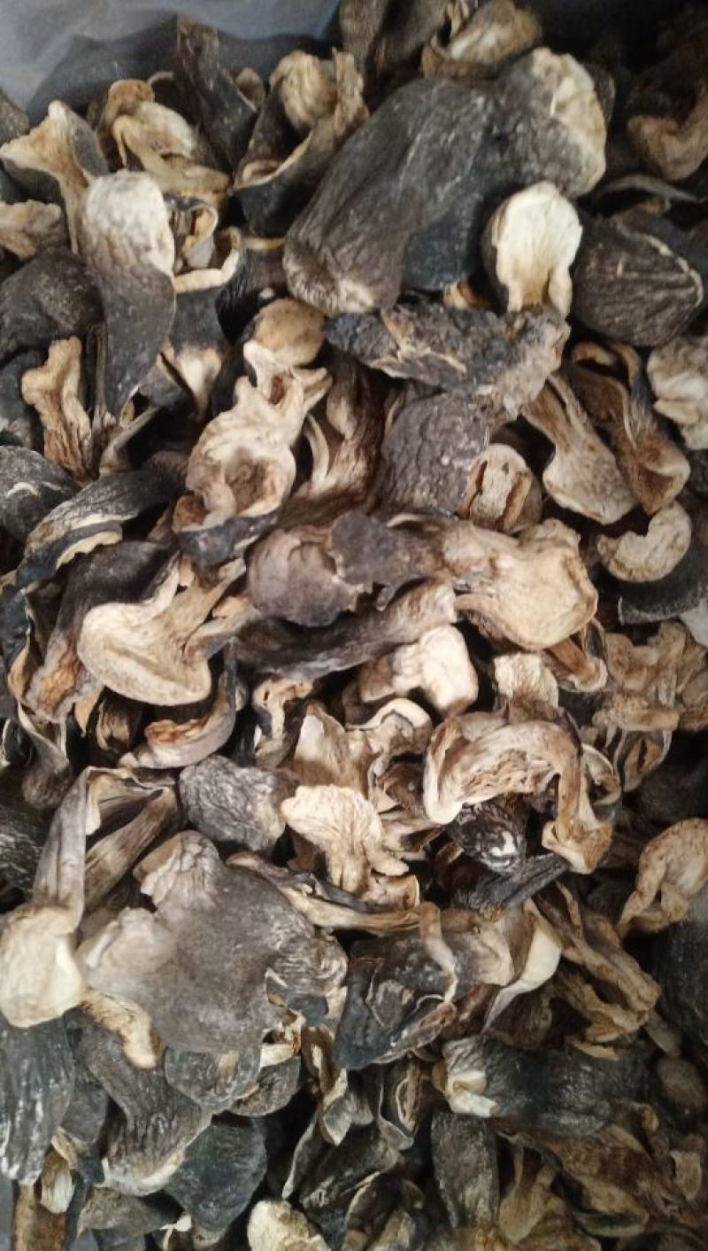 自种的干草菇质优价廉，货源充足