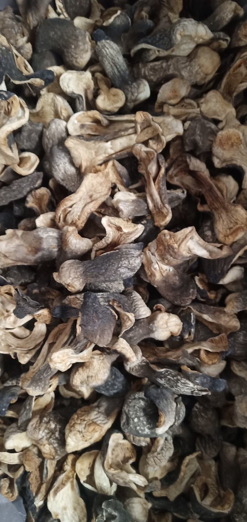 自种的干草菇质优价廉，货源充足