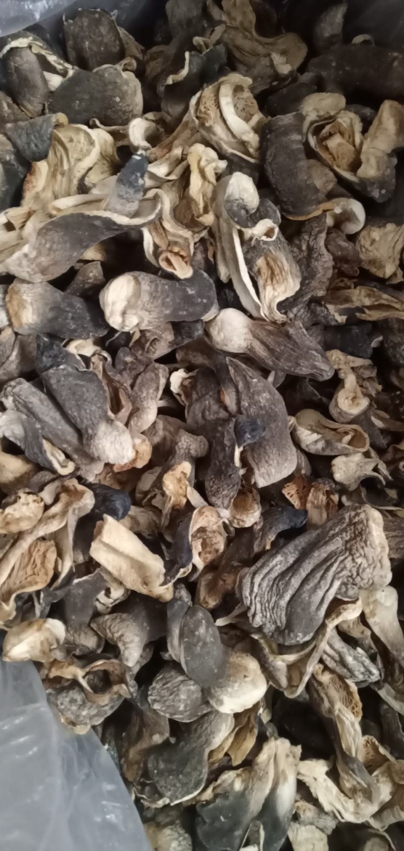 自种的干草菇质优价廉，货源充足