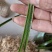 兰花