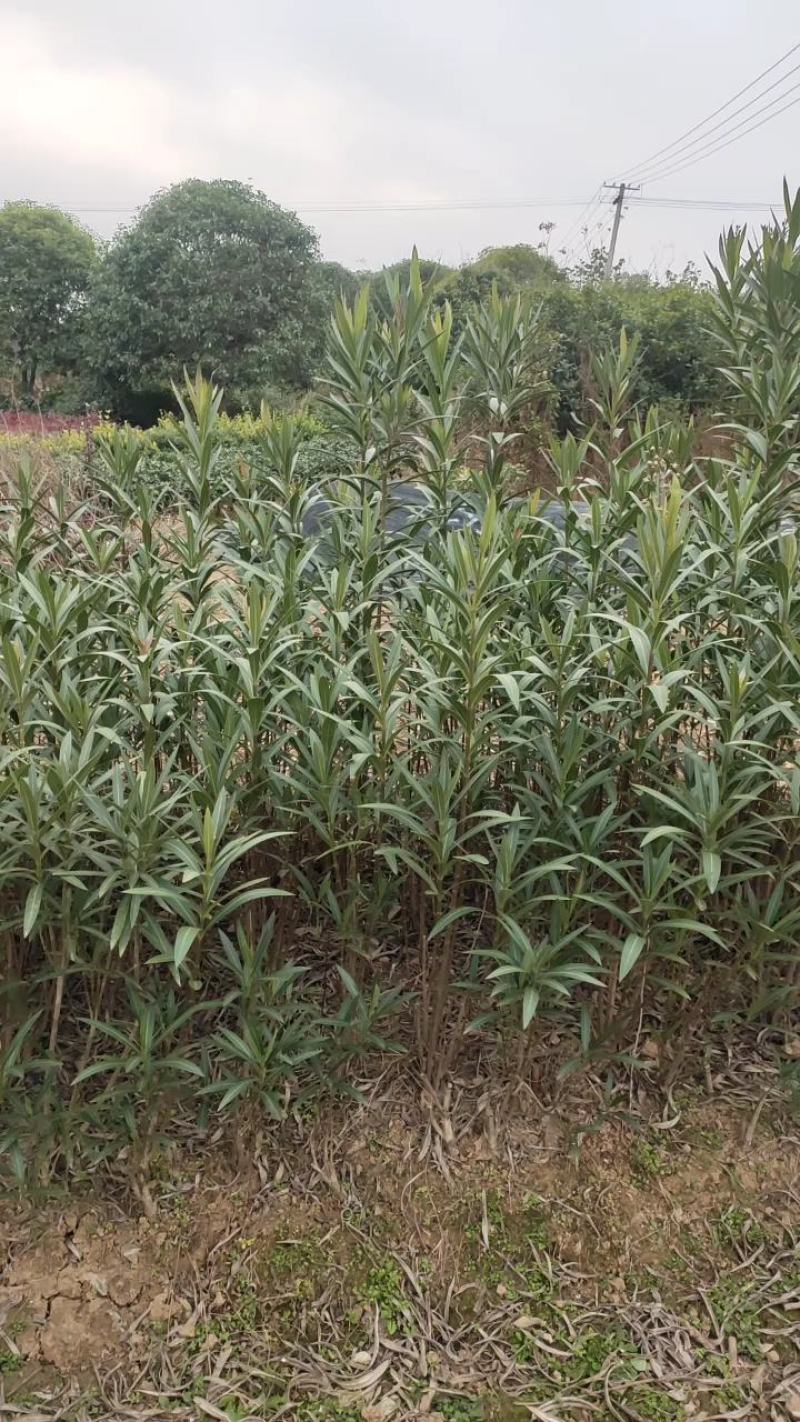 湖南长沙红花夹竹桃基地可以视频看货，欢迎老板前来看货定货