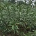 湖南长沙红花夹竹桃基地可以视频看货，欢迎老板前来看货定货