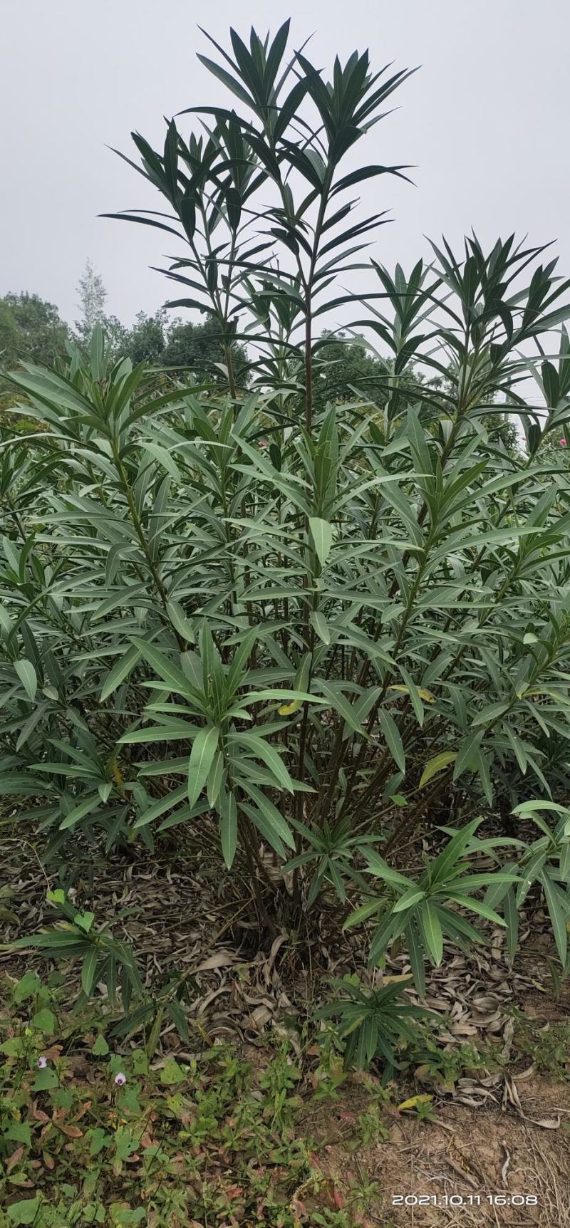 湖南长沙红花夹竹桃基地可以视频看货，欢迎老板前来看货定货