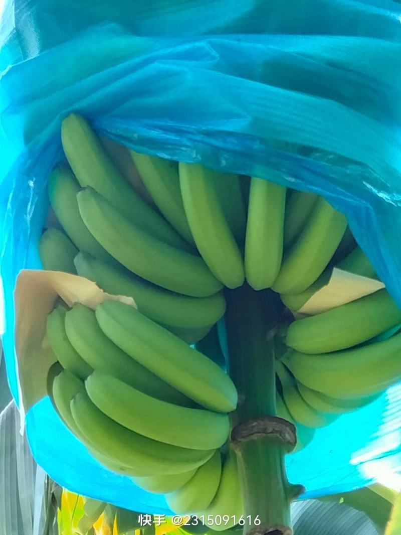 云南红河香蕉，一直有货，有喜欢的老板快点咨询！