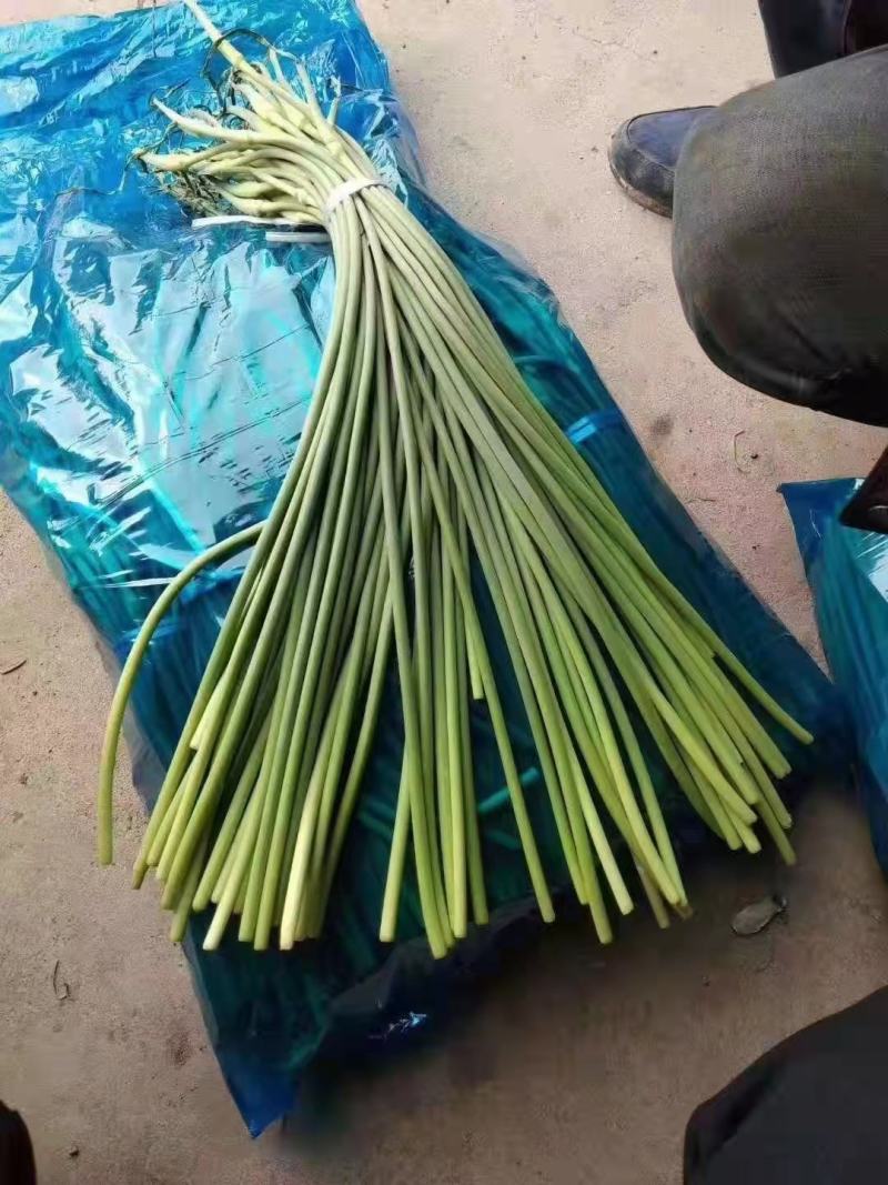 山东冷库红帽蒜薹白帽蒜苔大量出库，货源充足
