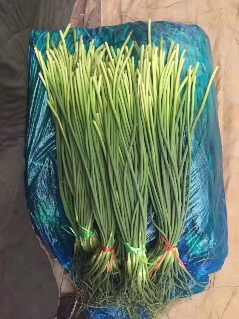 山东冷库红帽蒜薹白帽蒜苔大量出库，货源充足