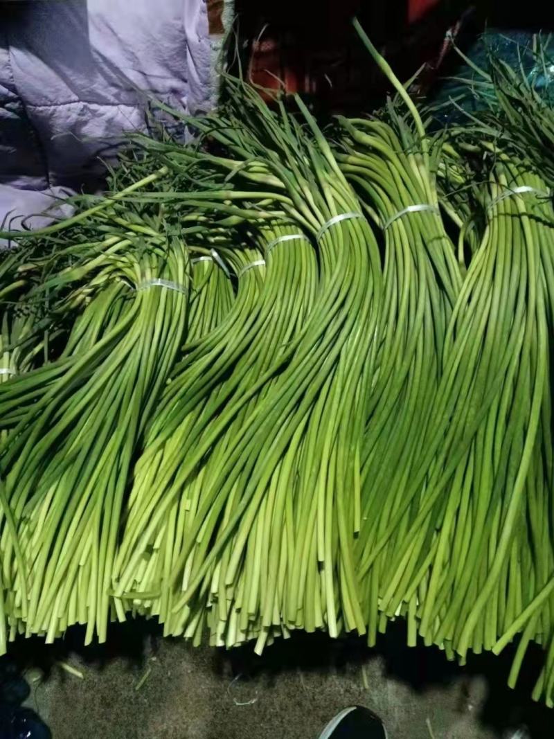 山东冷库红帽蒜薹白帽蒜苔大量出库，货源充足