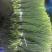 山东冷库红帽蒜薹白帽蒜苔大量出库，货源充足
