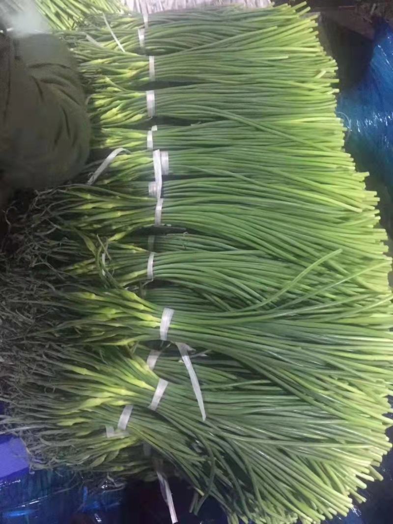 山东冷库红帽蒜薹白帽蒜苔大量出库，货源充足
