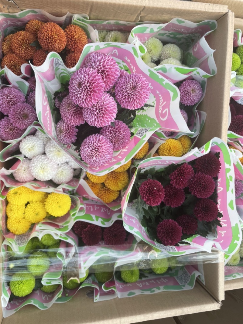 乒乓菊，一箱15棵，整箱发货，需要老板联系