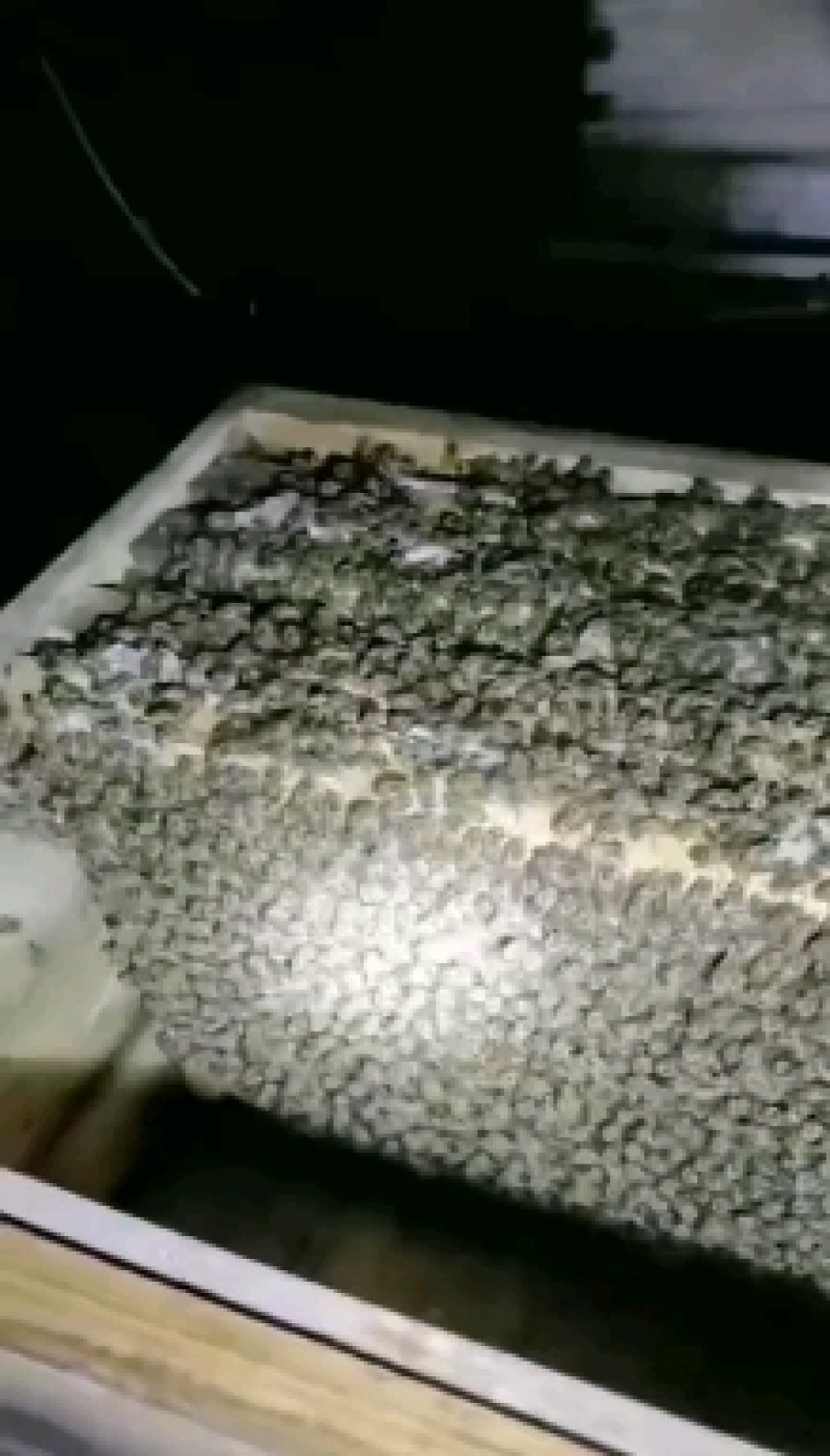 秦岭土蜂，优质蜂种，蜂群，蜂蜜，蜂王等提供免费养蜂技术。