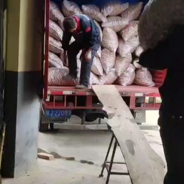 黄龙香玲核桃