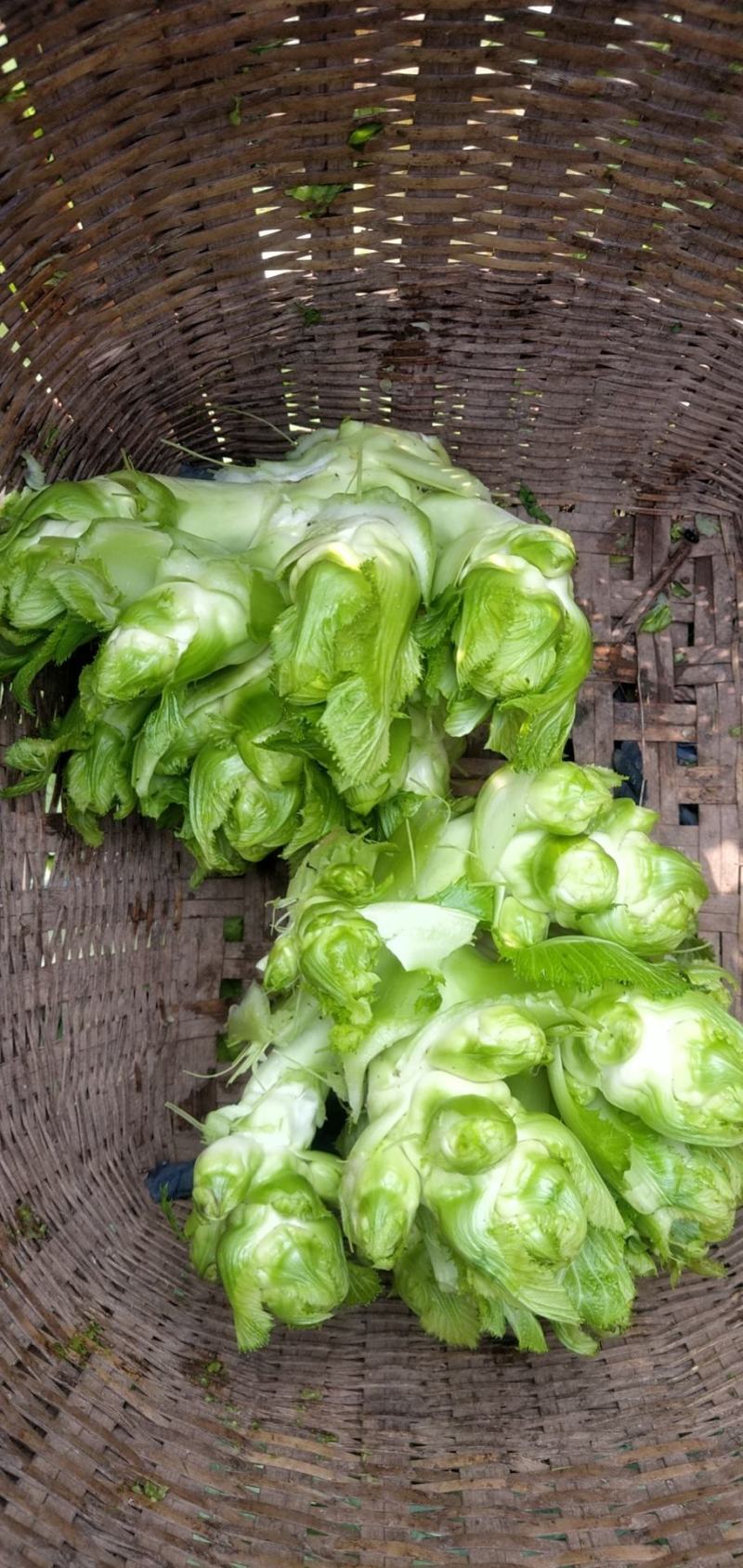 基地上的好儿菜大量有货需要的可以联系，品质保证质量**，