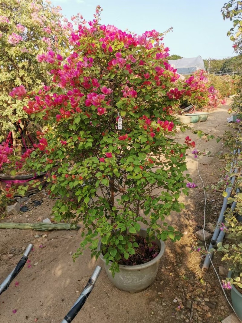 小画报，皇帝，红樱蝶，红九月，暗斑柠檬黄，斑红樱，桑巴