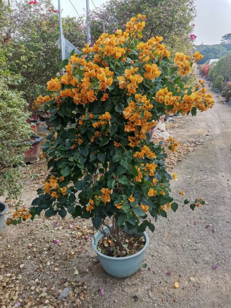 小画报，皇帝，红樱蝶，红九月，暗斑柠檬黄，斑红樱，桑巴