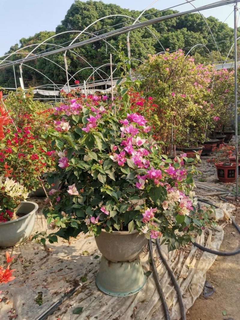 小画报，皇帝，红樱蝶，红九月，暗斑柠檬黄，斑红樱，桑巴