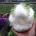 彭州大白菜上千亩大量上市价格合适，质量保证信誉第一保质保