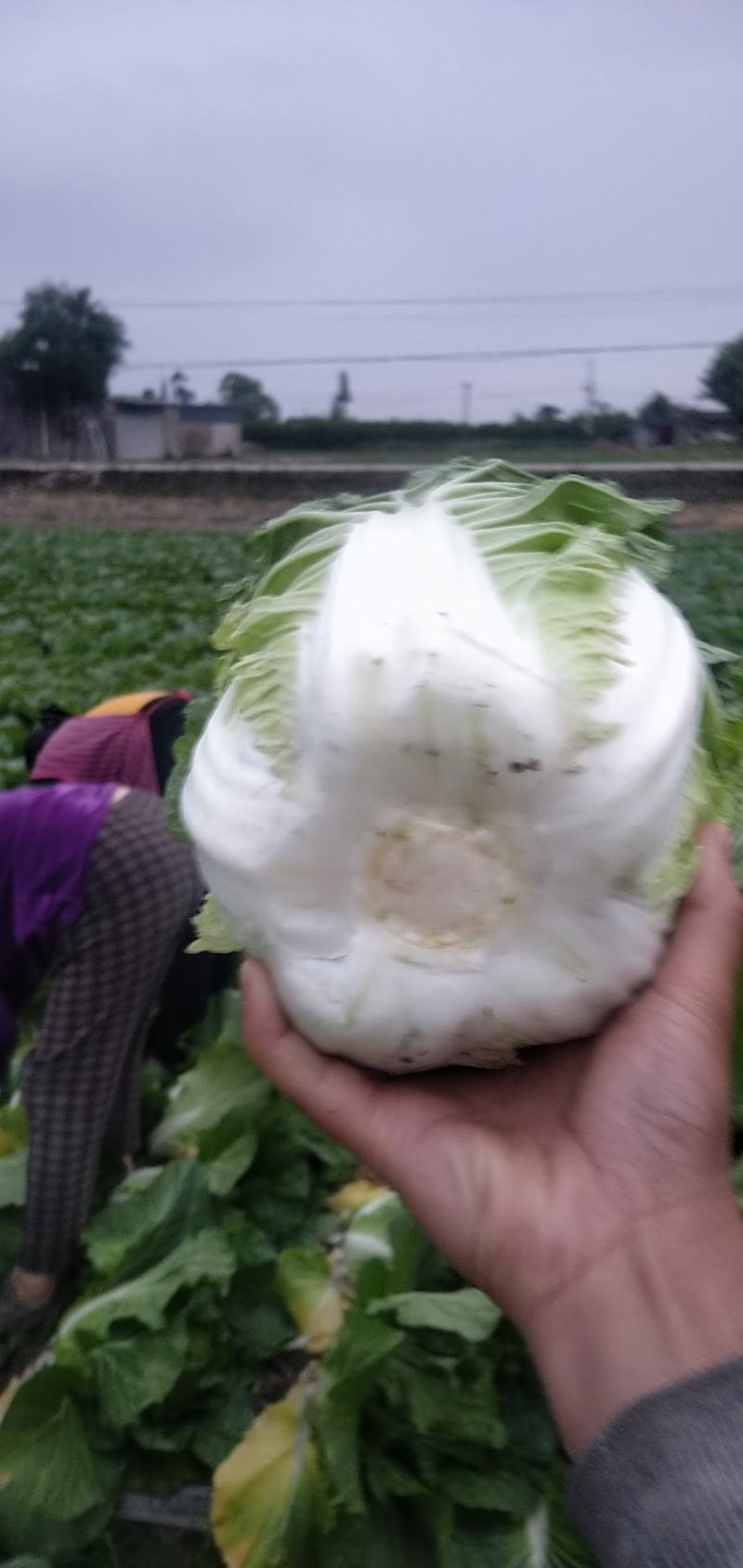 彭州大白菜上千亩大量上市价格合适，质量保证信誉第一保质保