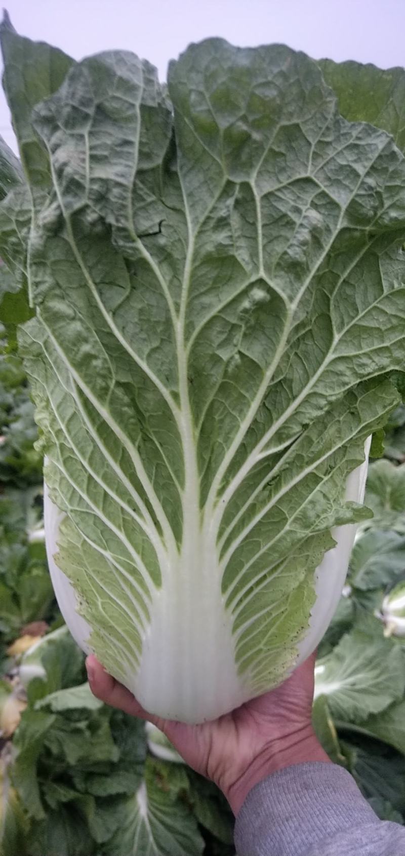 彭州大白菜上千亩大量上市价格合适，质量保证信誉第一保质保