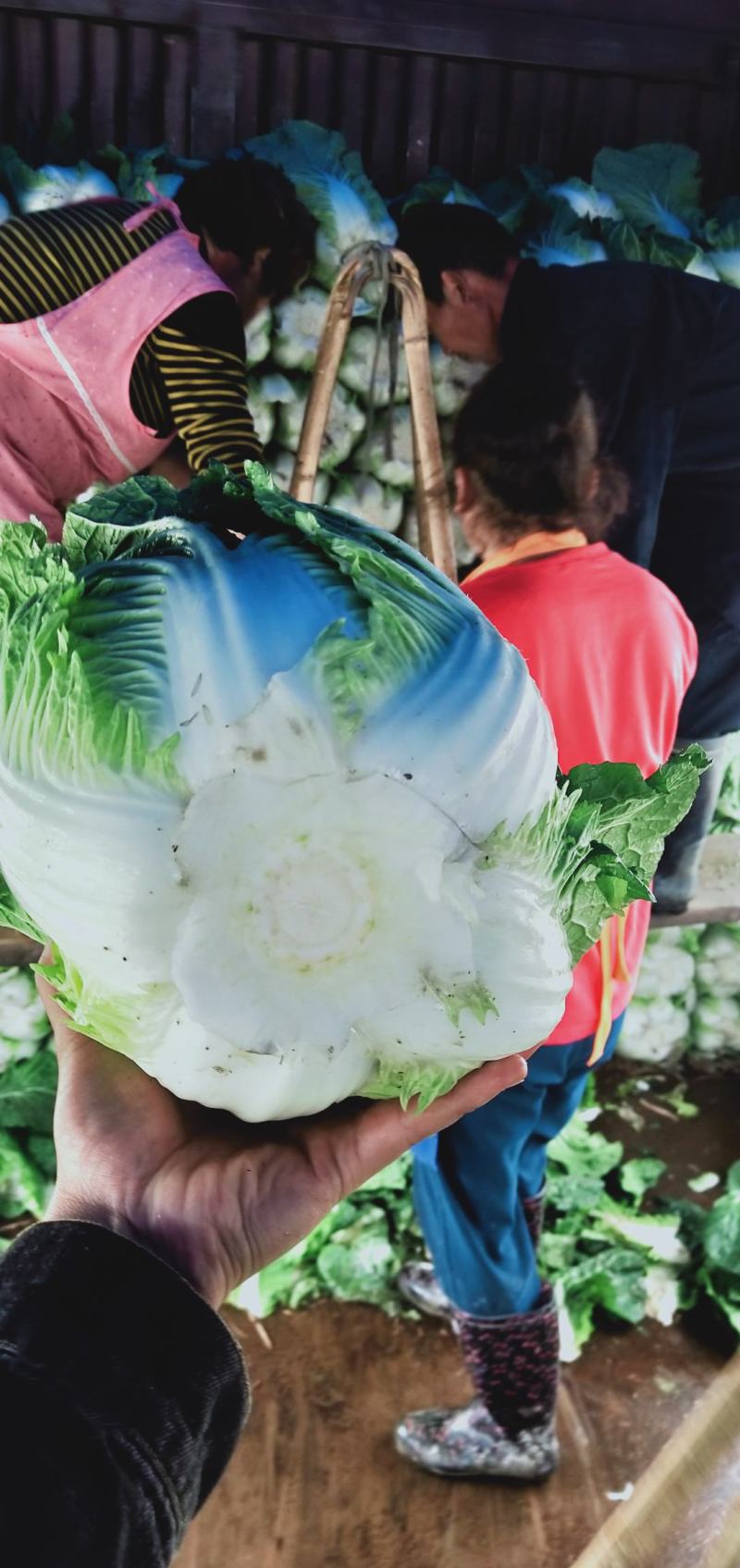 彭州大白菜上千亩大量上市价格合适，质量保证信誉第一保质保