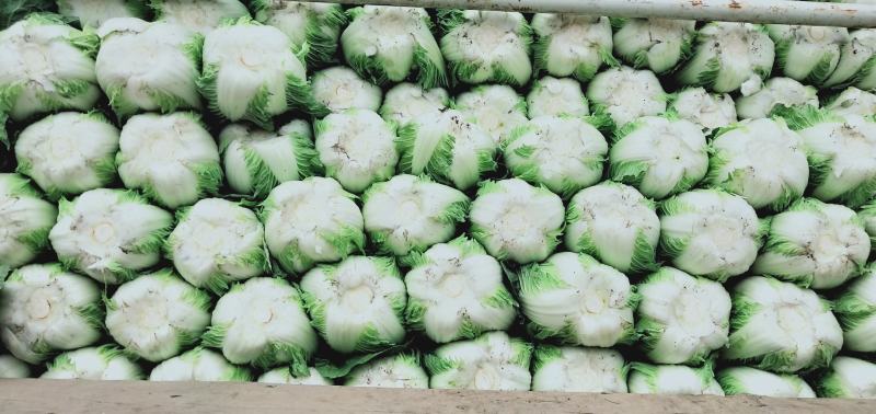 彭州大白菜上千亩大量上市价格合适，质量保证信誉第一保质保