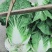 彭州大白菜上千亩大量上市价格合适，质量保证信誉第一保质保