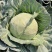 （热销）云南新鲜圆包菜