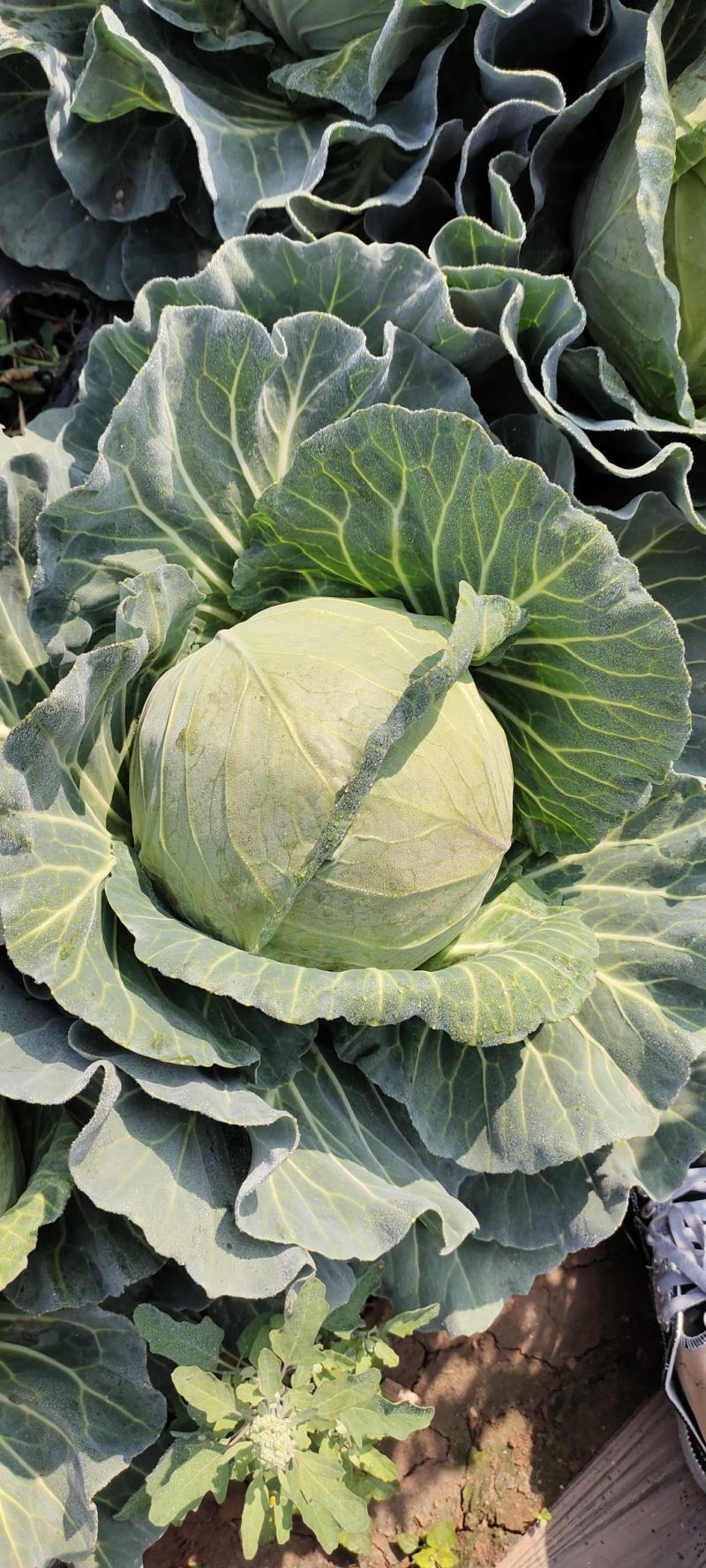 （热销）云南新鲜圆包菜