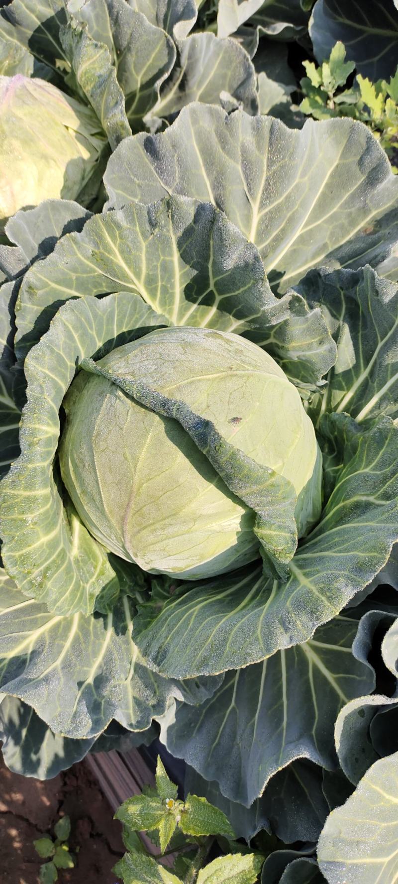 （热销）云南新鲜圆包菜