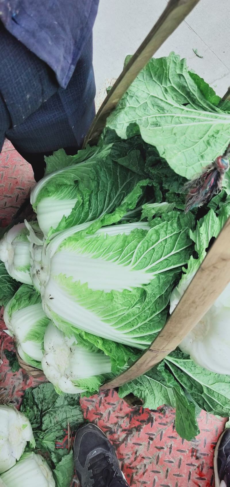 彭州大白菜上千亩大量上市价格合适，质量保证信誉第一保质保