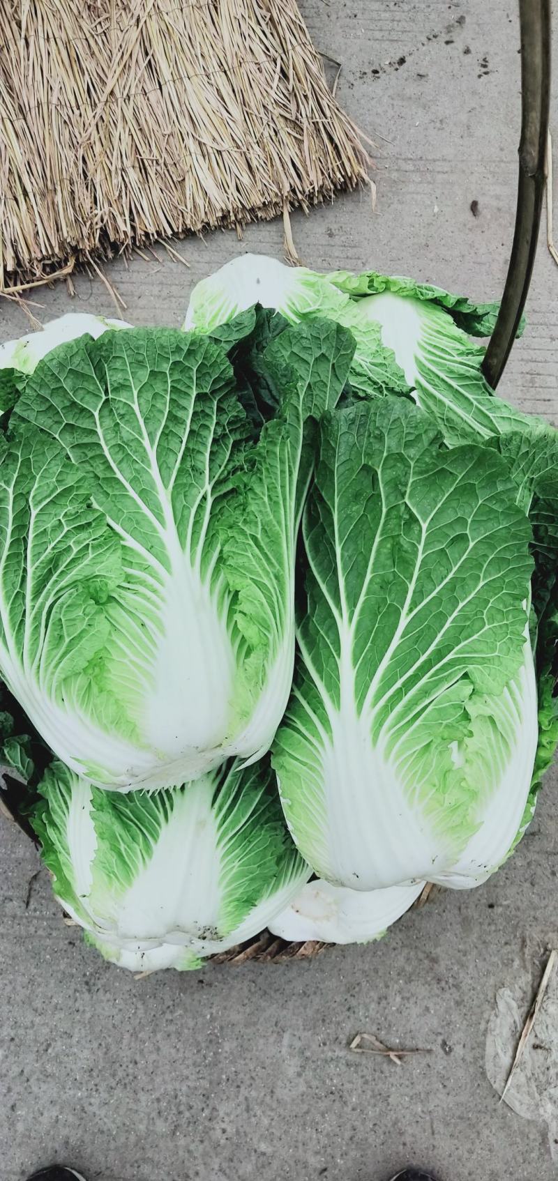 彭州大白菜上千亩大量上市价格合适，质量保证信誉第一保质保