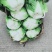 彭州大白菜上千亩大量上市价格合适，质量保证信誉第一保质保