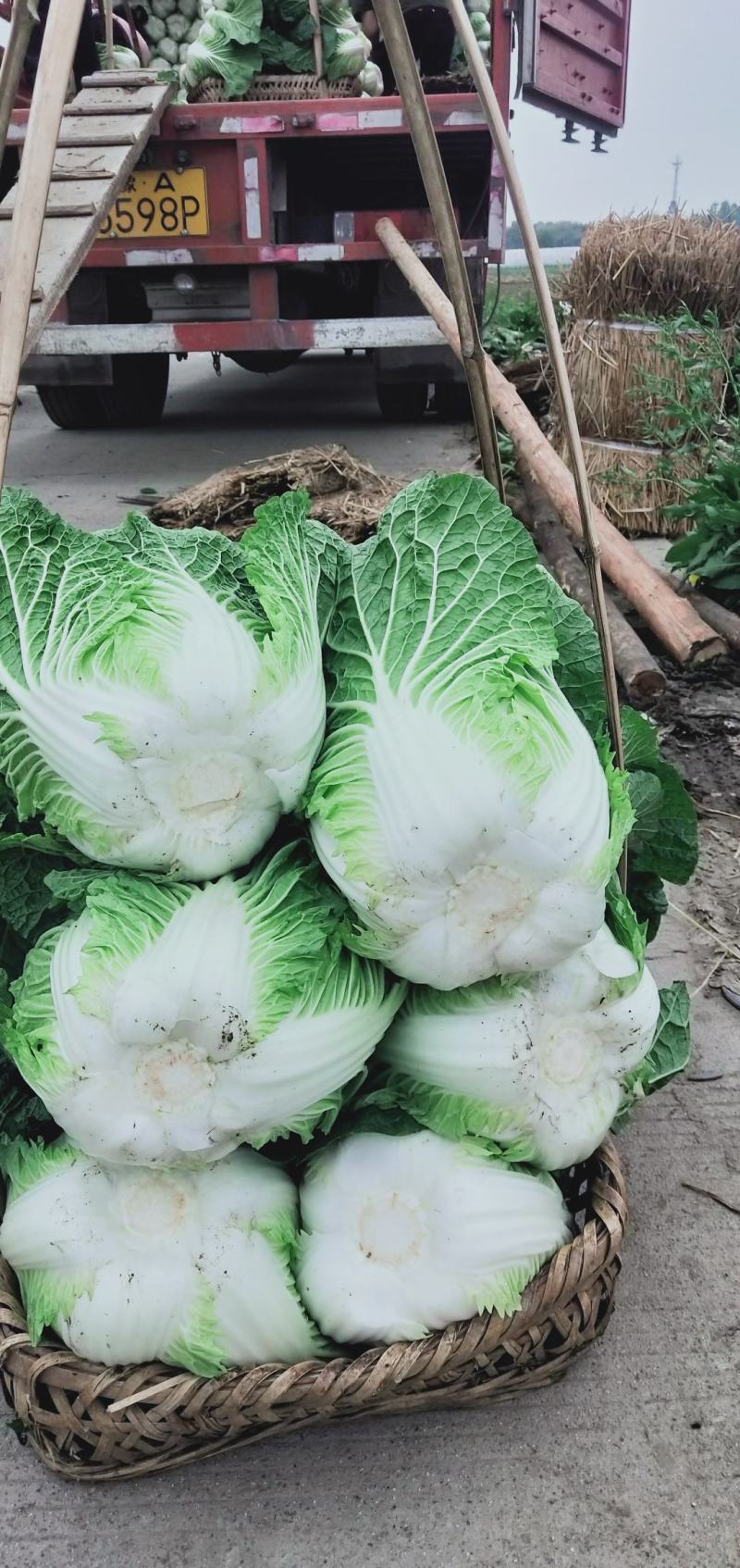 彭州大白菜上千亩大量上市价格合适，质量保证信誉第一保质保