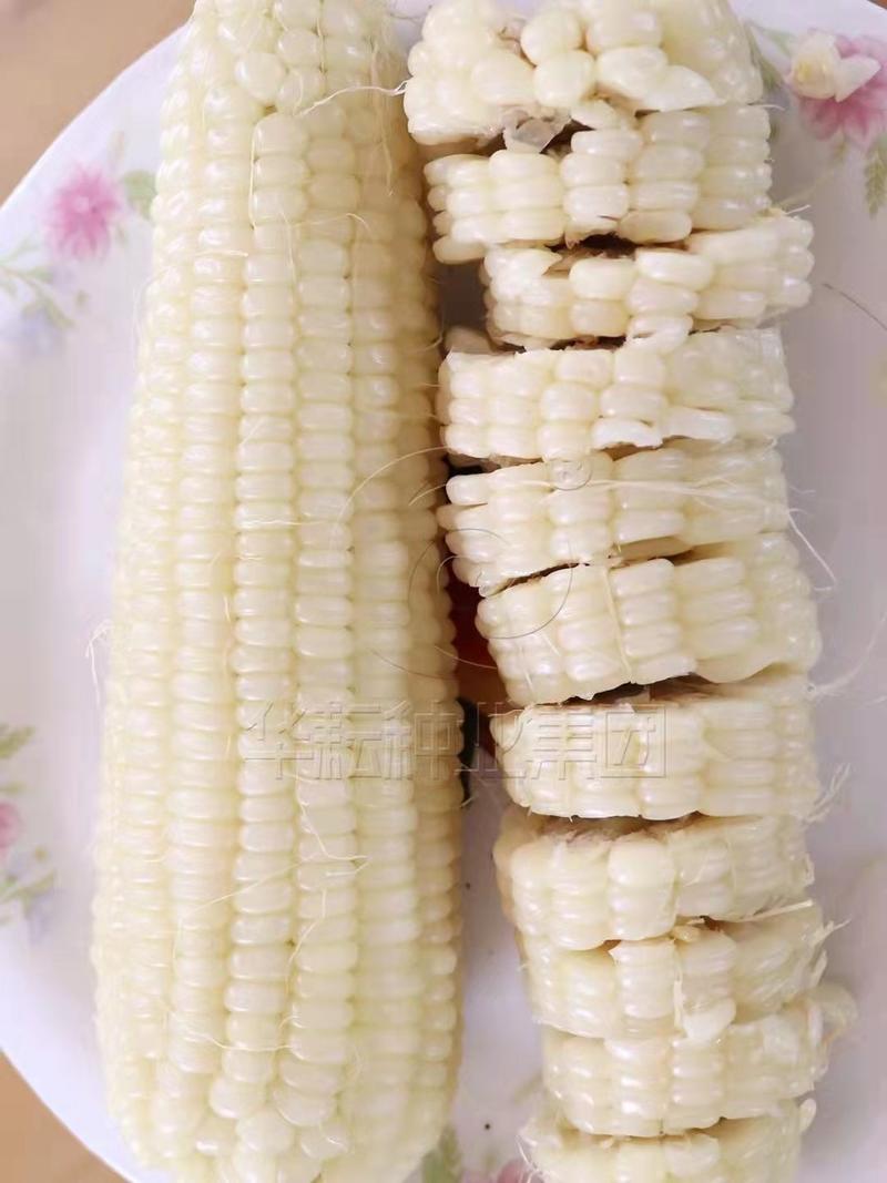 大棒形薄皮甜加糯1比3玉米种子白甜糯玉米种子