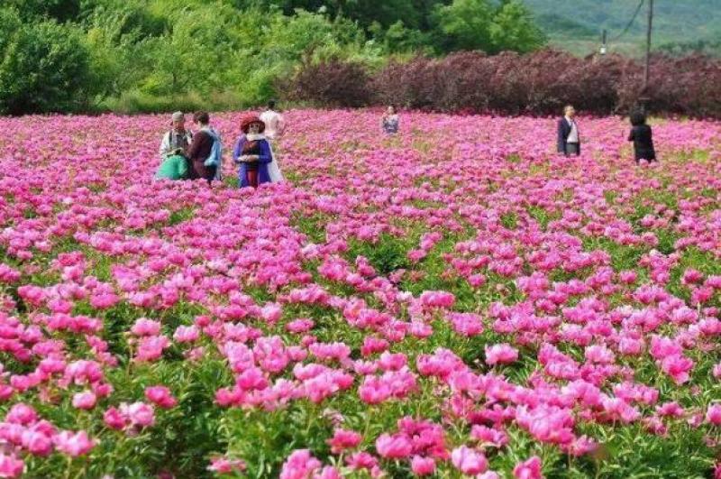 带芽芍药根块芍药花苗花根多年生花卉庭院盆栽四季种植耐寒植