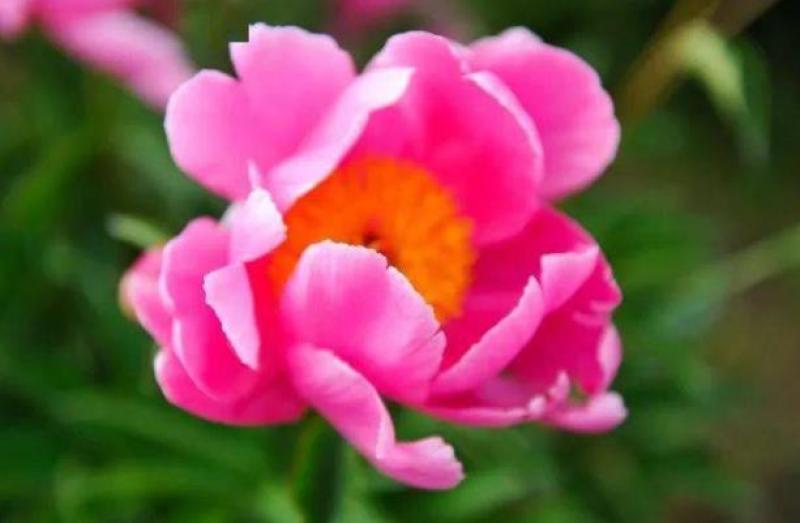 带芽芍药根块芍药花苗花根多年生花卉庭院盆栽四季种植耐寒植