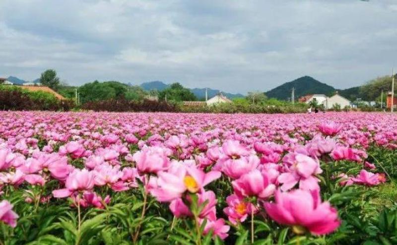 带芽芍药根块芍药花苗花根多年生花卉庭院盆栽四季种植耐寒植