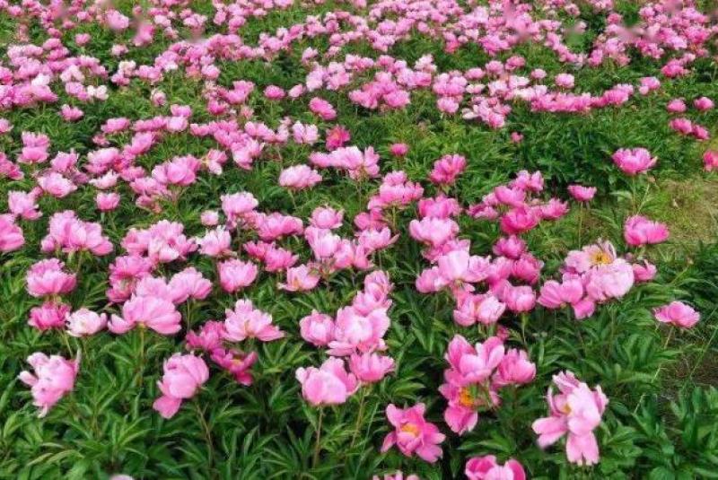 带芽芍药根块芍药花苗花根多年生花卉庭院盆栽四季种植耐寒植