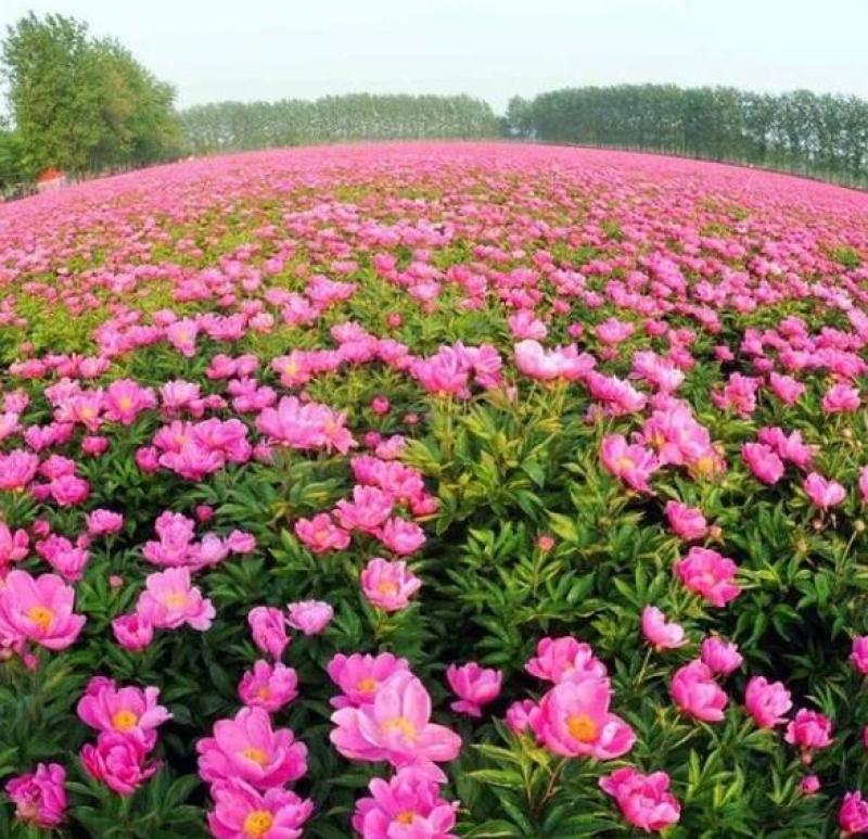 带芽芍药根块芍药花苗花根多年生花卉庭院盆栽四季种植耐寒植