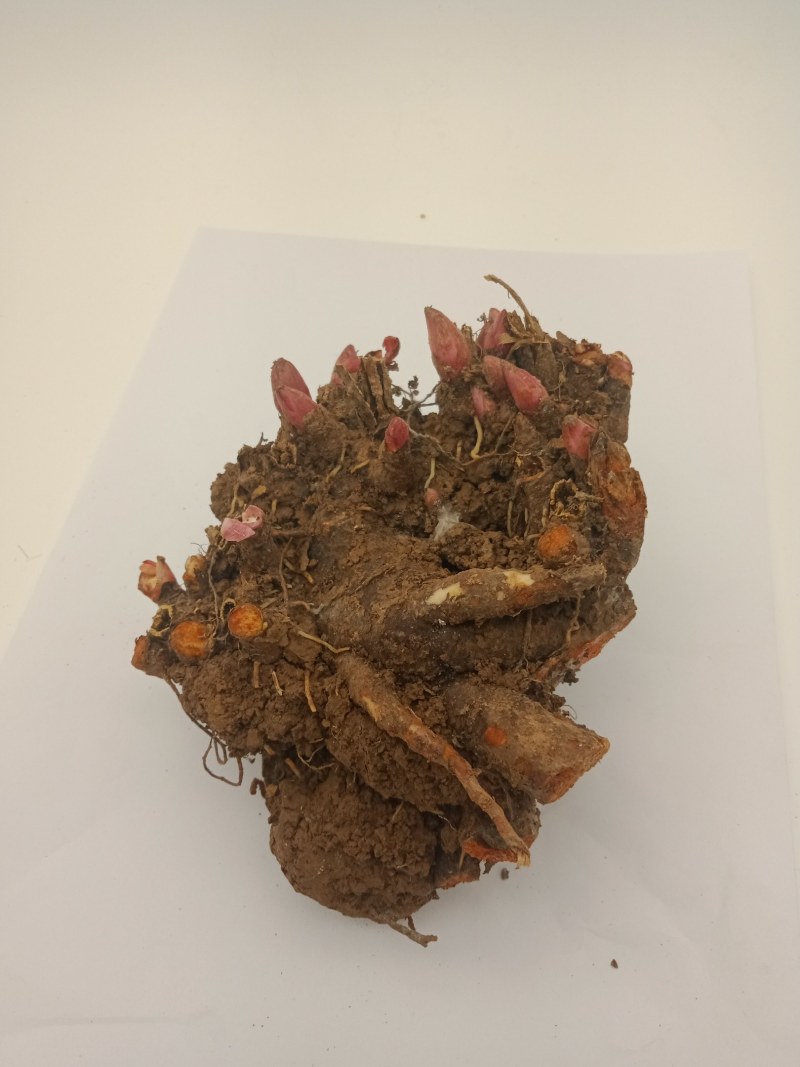带芽芍药根块芍药花苗花根多年生花卉庭院盆栽四季种植耐寒植
