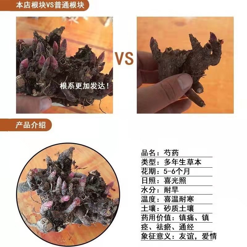 带芽芍药根块芍药花苗花根多年生花卉庭院盆栽四季种植耐寒植