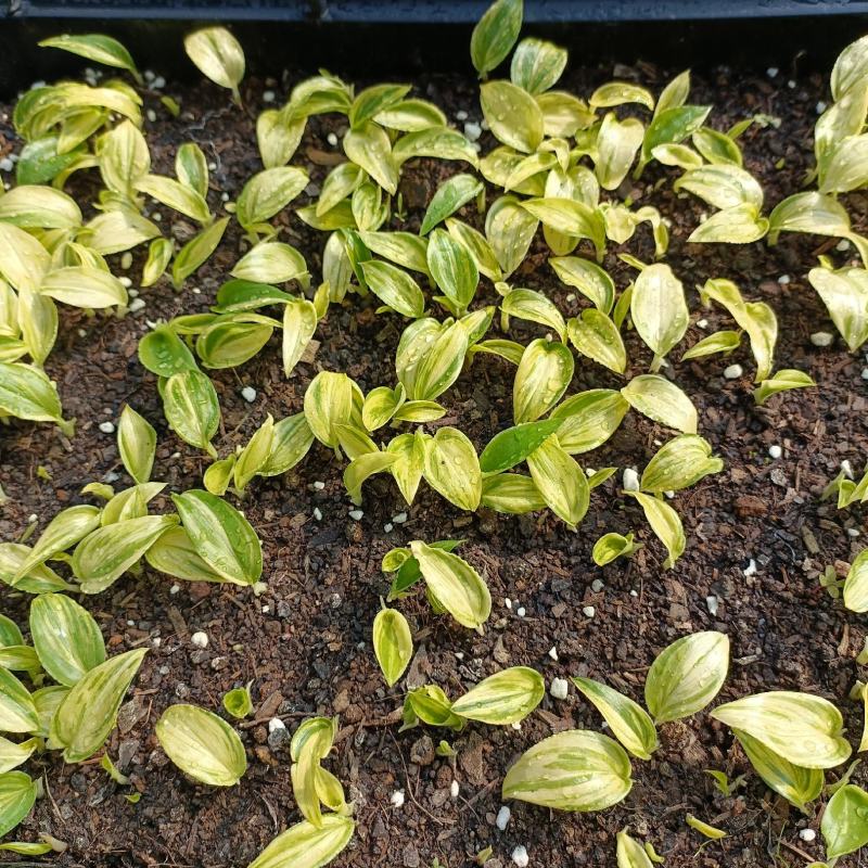 花叶良姜种苗庭园彩叶芳香地被绿植工程绿化苗