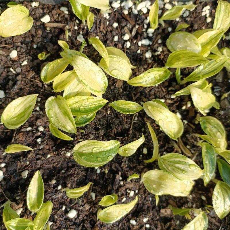 花叶良姜种苗庭园彩叶芳香地被绿植工程绿化苗