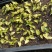 花叶良姜种苗庭园彩叶芳香地被绿植工程绿化苗