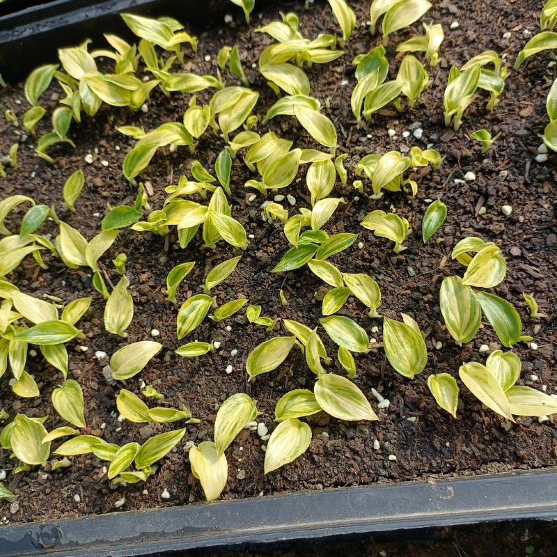 花叶良姜种苗庭园彩叶芳香地被绿植工程绿化苗