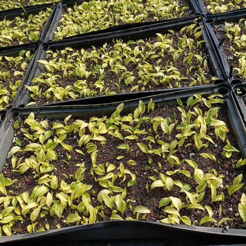 花叶良姜种苗庭园彩叶芳香地被绿植工程绿化苗