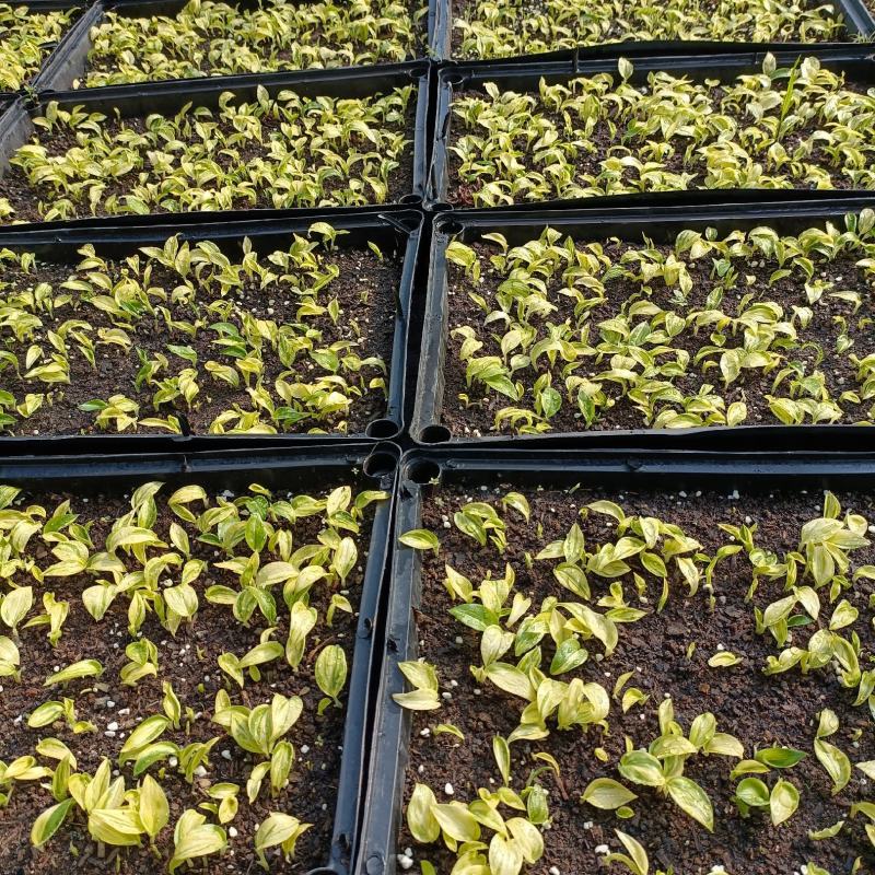 花叶良姜种苗庭园彩叶芳香地被绿植工程绿化苗