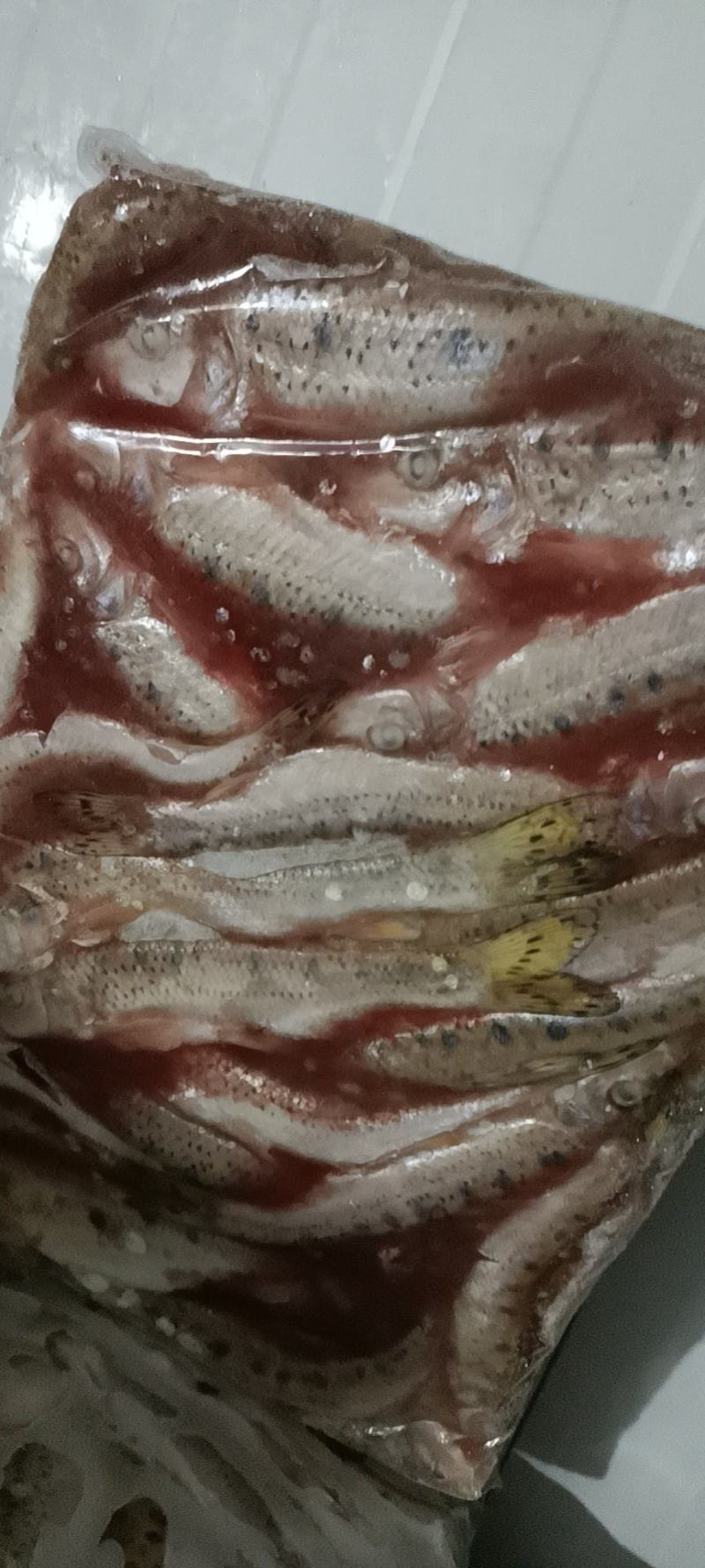 餐条鱼，白条鱼！蓝刀鱼！白肖鱼！刁子鱼！请打电话联系！！