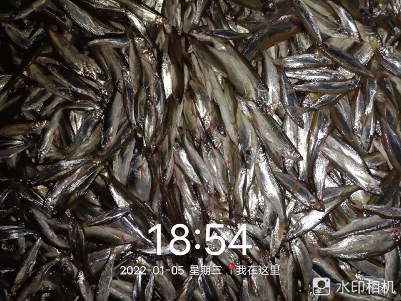 餐条鱼，白条鱼！蓝刀鱼！白肖鱼！刁子鱼！请打电话联系！！