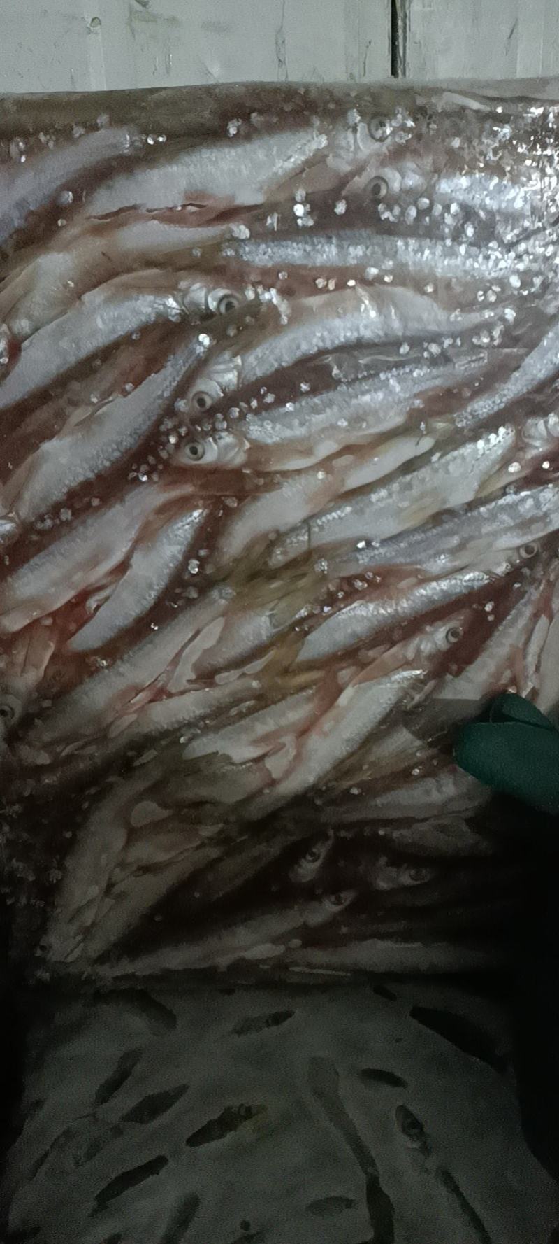 餐条鱼，白条鱼！蓝刀鱼！白肖鱼！刁子鱼！请打电话联系！！